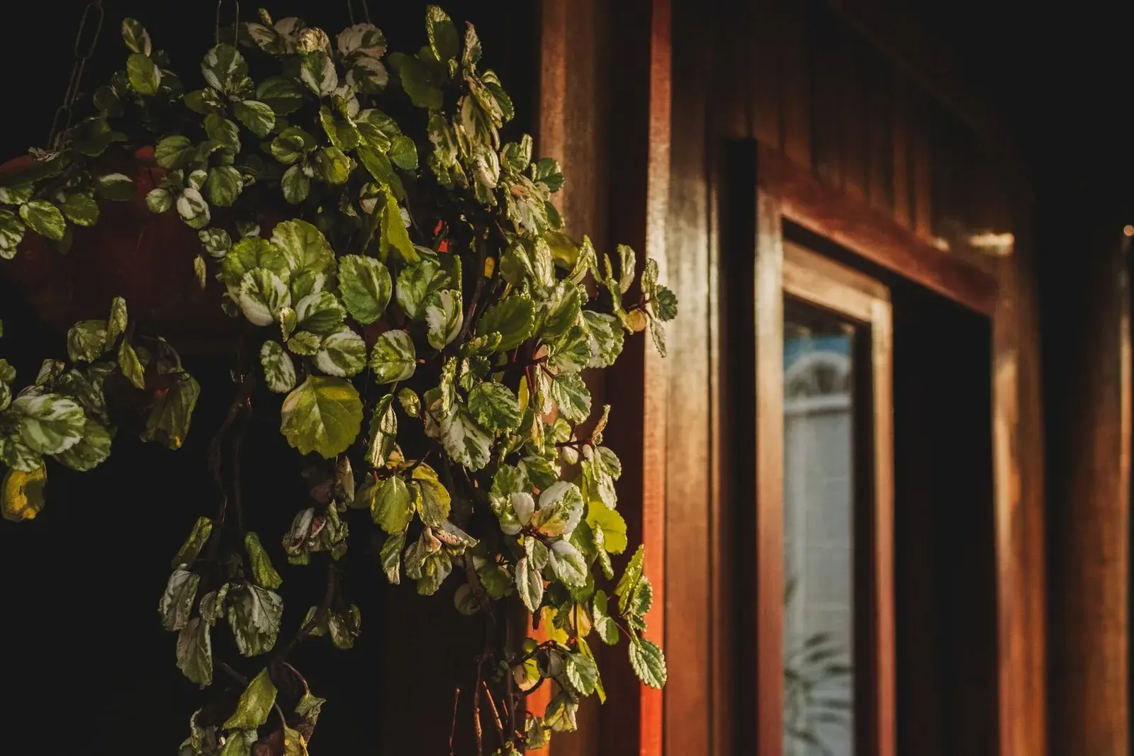 Feuillage devant une menuiserie en bois